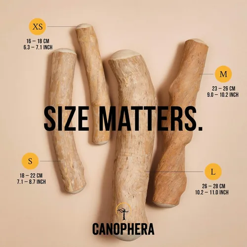 Vista 4 de Canophera Palillo masticable para perros hecho de madera de árbol de café, pequeño, paquete de 2