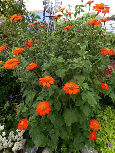 Vista 2 de UtopiaSeeds - Semillas de girasol mexicanas - Antorcha - Atrae mariposas y colibríes