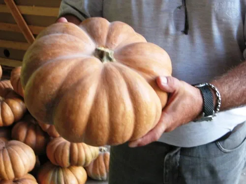 Vista 4 de Musquee de calabaza De Provence Gigante Raro No GMO Vegetal para Plantar