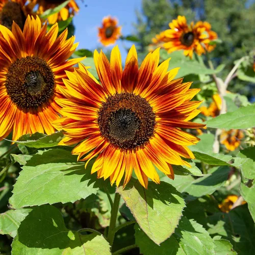 Vista 36 de Eden Brothers Semillas de girasol - Autumn Beauty