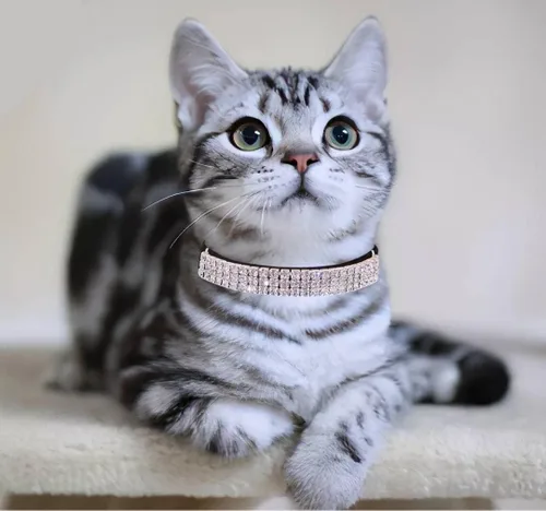 Vista 5 de THAIN Collar de diamantes de imitación para gatos y perros, de terciopelo suave, seguro, ajustable, con campanas, de 8 a 11 pulgadas para perros