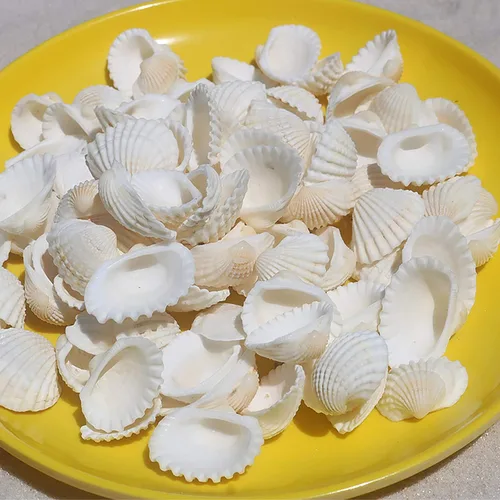 Vista 3 de SINKOO Surtido de conchas pequeñas de concha marina blanca natural a granel para decoración de playa de bricolaje