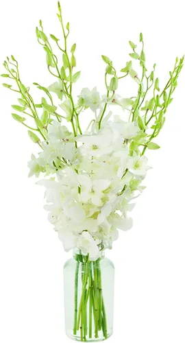 Vista 7 de eflowerwholesale - Orquídeas Moradas de Corte Premium (Apoya Pequeños Negocios) (Azul, 10 Tallos con Florero)