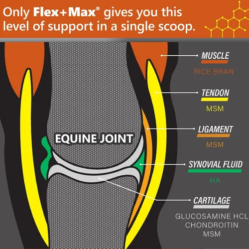 Vista 2 de Absorbine Flex+Max - Pellets de suplemento para articulaciones de caballo, altamente sabrosos, fórmula equina integral con glucosamina, MSM