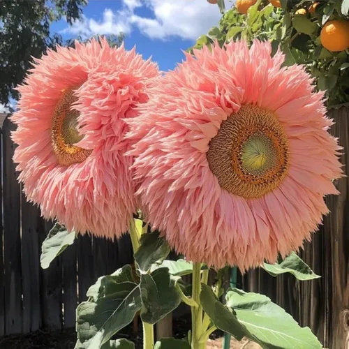 Vista 2 de Más de 100 semillas de girasol raras para plantar, semillas de girasol de oso de peluche gigante, perennes, flores de reliquia sin OMG que atraen a
