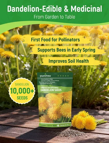 Vista 2 de Semillas de diente de león para plantar: más de 4,000 semillas de hierbas de diente de león (Taraxacum officinale), hojas comestibles, raíces
