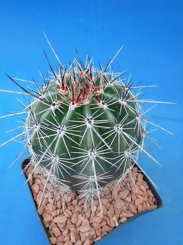 Vista 3 de Cactus Saguaro de 5 a 10 pulgadas de alto de 8 a 10 años (raíz desnuda)