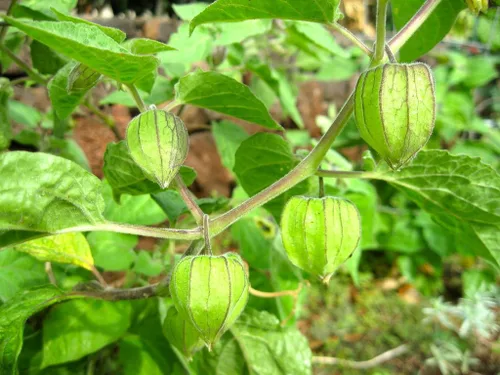 Vista 2 de TomorrowSeeds - Semillas de bayas Poha gigantes hawaianas - Más de 200 unidades - para plantar Physalis Peruviana Goldenberry Peruano Peruano Cereza