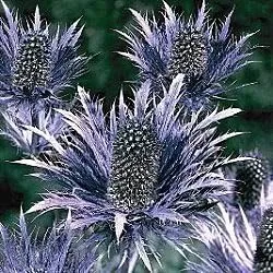 Vista 7 de 25 semillas de flores Blue Star SEA Holly Eryngium