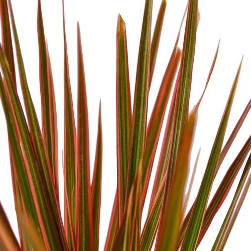 Vista 2 de Garden Wrld Dracaena 'Colorama' (maceta de 3")