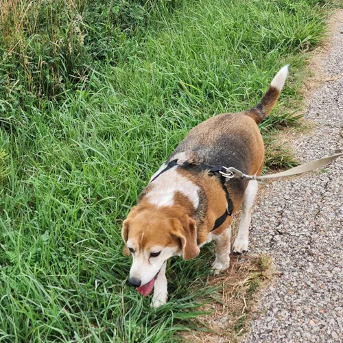 Vista 4 de Arnés para perro sin tirones, arnés para mascotas grueso y ajustable, chaleco de pecho a prueba de escape, arnés resistente para caminar para perro