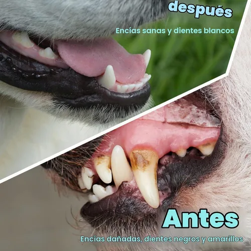 Vista 4 de Gerrii - Cepillo de dientes para perro, 200 unidades, doble cabeza, mango Azul