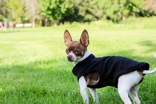 Vista 4 de JACKO & CO - Chaleco de forro polar para perro con anillo de correa - Suéter suave, cálido y ligero para perros pequeños y medianos, cachorros