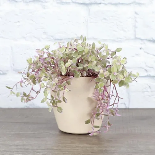 Vista 2 de Pink Callisia Repens Plant Live, maceta de 4 pulgadas