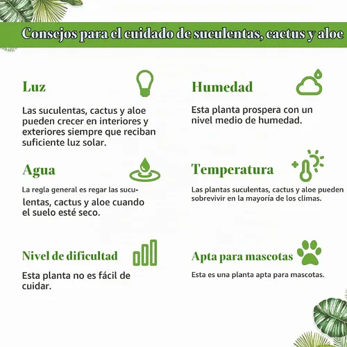 Vista 5 de Succulent Elephant Bush - Planta viva Plantas de interior en maceta de 4 Suculento Elefante Arbusto