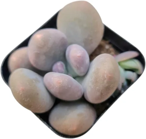 Vista 4 de Plantas suculentas vivas (Graptopetalum Superbum de 2")