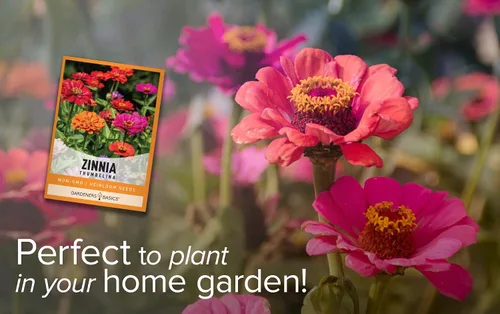 Vista 5 de Gardeners Basics Semillas de zinnia para plantar flores al aire libre (Thumbelina) - Paquete de semillas de flores reliquia anual, variedad sin OMG