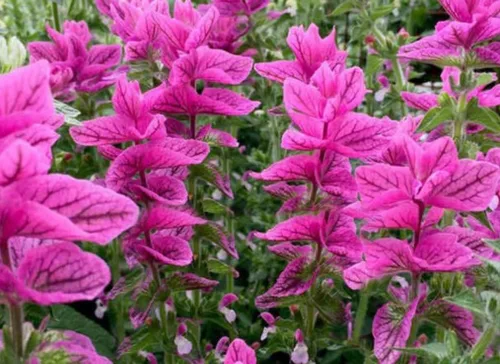 Vista 3 de 100 semillas de domingo rosa salvia clara flor fragante salvia horminum semillas
