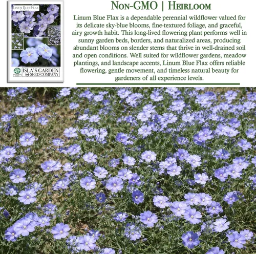 Vista 3 de Semillas de flores de lino azul (Linum perenne) – Más de 250 semillas de reliquia sin OMG de Isla's Garden Seeds, delicadas flores azul cielo
