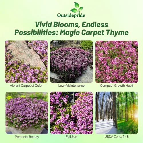 Vista 2 de Outsidepride Creeping Thyme - Alfombra mágica