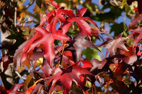 Vista 3 de Semillas de árbol de plantas raras más de 20 semillas de goma dulce americana (Liquidambar styraciflua)