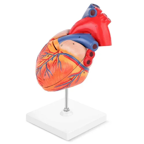 Vista 5 de SKUMOD Modelo de corazón humano 1:1, tamaño real de 2 partes de corazón numerado preciso que muestra 48 estructuras internas anatómicas