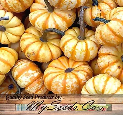 Vista 6 de Paquete grande (más de 98 semillas) variedades de calabaza miniatura (Bumpkin, Casperita, Hooligan) perfectas para decoración de exteriores e