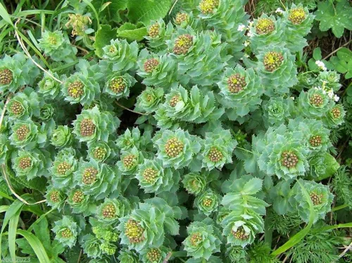 Vista 2 de KVITER 50 semillas de Roseroot (Rhodiola Rosea) - Semillas perennes de Rhodiola Stonecrop/raíz dorada/raíz ártica/corona de rey/semillas de hierbas