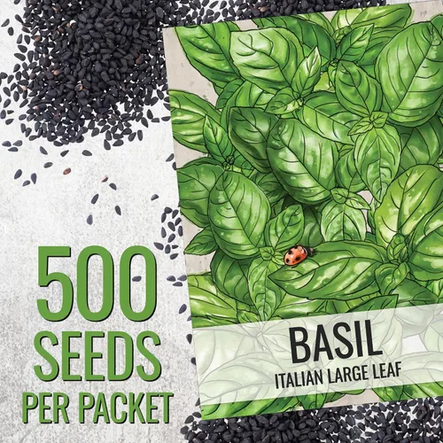 Vista 3 de Seed Needs Semillas de albahaca italiana para plantar hierbas tradicionales sin OMG, 1 paquete