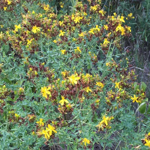 Vista 4 de St. John's Wort Seeds (Hypericum perforatum) Más de 200 semillas de hierbas medicinales hechas a mano silvestre en cápsulas de semillas congeladas