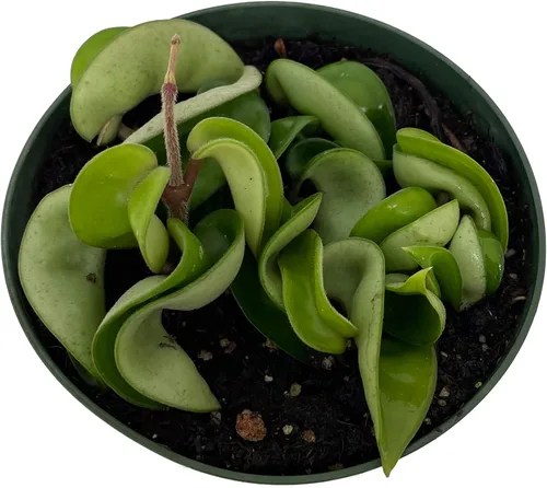 Vista 2 de Planta de cuerda hindú india - Hoya - Exótica/Fácil - Maceta de 4