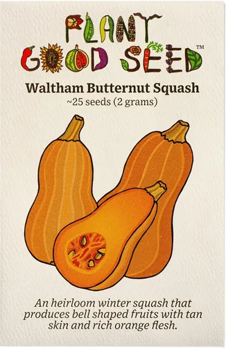 Vista 5 de Plant Good Seed Semillas orgánicas de calabaza de invierno Burgess Buttercup - Paquete de 30, semillas tradicionales para plantar verduras