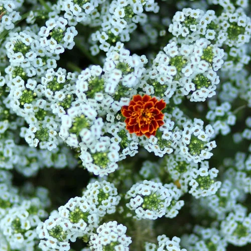 Vista 9 de Eden Brothers Alyssum Seeds - Cesta de Oro