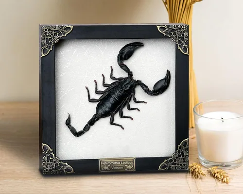 Vista 131 de 2 Real Dragonfly Specimens Shadow Box Framed Insect Display Oddities Curiosities Entomology Collection Natural History Wall Decor Gift for Nature