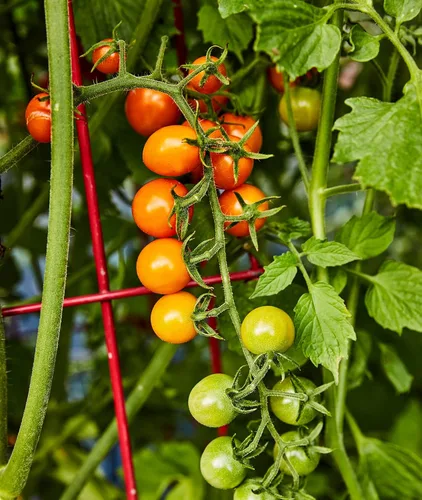 Vista 4 de Burpee Sun Gold Hybrid Home Garden - Tomates cereza naranja dulce, sin OGM, la mejor plantación de verduras, 30 semillas
