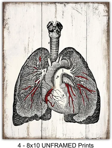 Vista 3 de Medical Anatomy – Juego de placas de arte de pared de órganos humanos vintage – Impresiones de fotos Shabby Chic para clínica médica, oficina de Dr.
