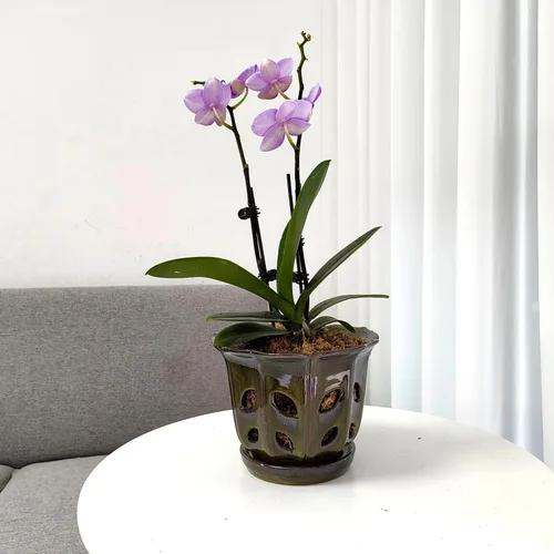 Vista 6 de Macetas para orquídeas con agujeros de 6 pulgadas (verde musgo)