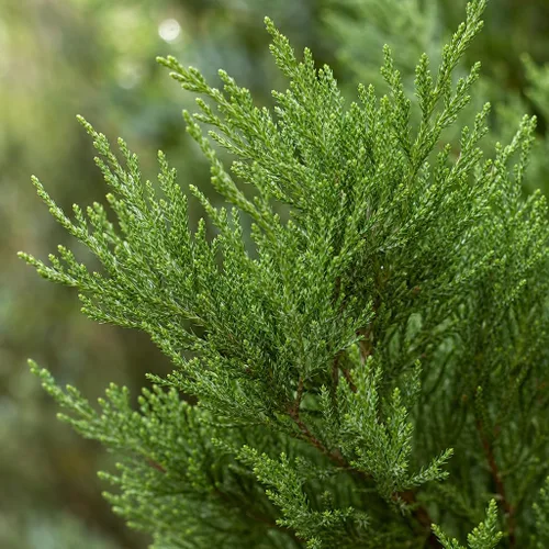 Vista 3 de Juniperus Chinensis - Enebro verde marino - Planta de tamaño de 1 galón vivo - Arbusto de detección de borde perenne resistente a la sequía