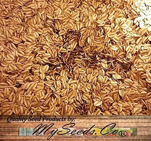 Vista 6 de Semillas para árbol de pino sin transgénicos de MySeeds.Co