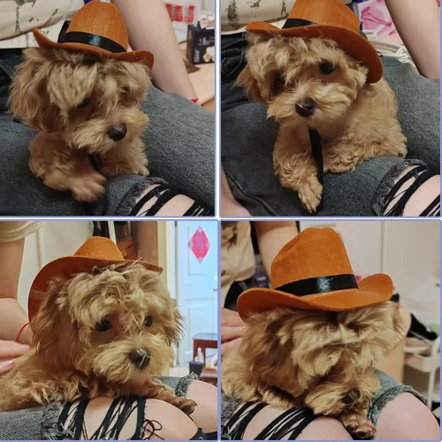 Vista 4 de Sombrero de vaquero para perro con cordón ajustable, bufanda triangular retro y sombrero de perro, sombrero de cosplay para perro, sombrero