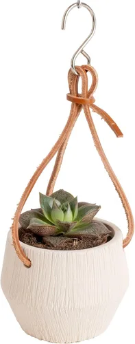 Vista 19 de Costa Farms Mini suculentas, planta de interior viva, fácil cuidado Macetas suculentas