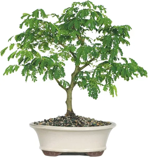 Vista 10 de Brussel's Bonsai - Árbol bonsái para interiores, Olla de cerámica, M Live Ficus Bonsai Tree, Indoor Houseplant, Ceramic Pot, 7-Year, Easy Care