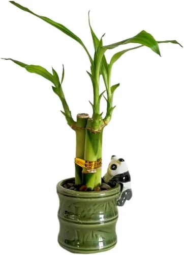 Vista 6 de Coop & Harp - Planta pequeña de bambú de la suerte para interior con jarrón de cerámica, bambú de la suerte vivo para interiores, para el hogar