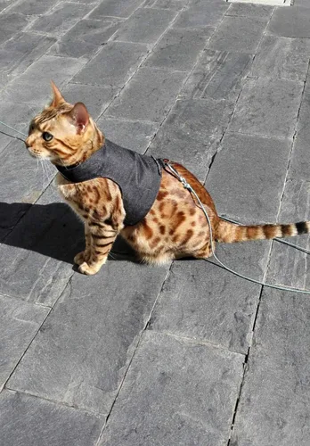 Vista 7 de Mynwood Cat Jacket /Arnés Black Denim Kitten hasta 8 meses