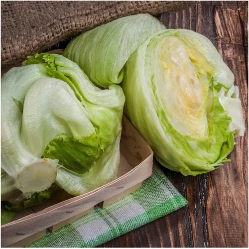 Vista 6 de Semillas Vegetales Crisphead Lechuga Iceberg Hoja Crujiente Heirloom para Ensaladas - 1000 Semillas