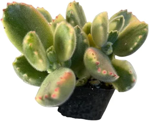Vista 17 de Plantas de cactus suculentas vivas de USKC (maceta de 2 pulgadas) (Adromischus Maculatus)