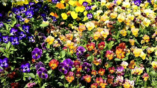 Vista 5 de Mezcla de semillas de bambú de viola multicolor, más de 50 semillas para plantar sin OMG