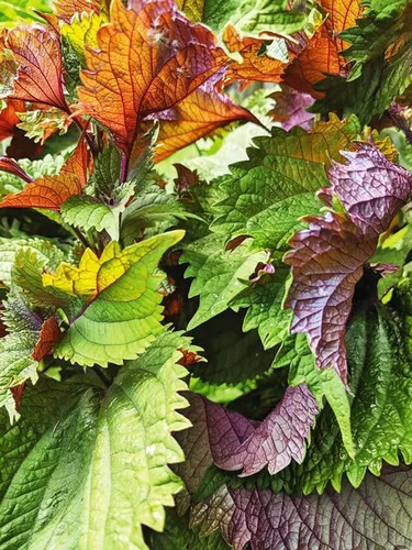 Vista 5 de 200 semillas Shiso para plantar perilla roja, semillas de hierbas tradicionales sin OMG para plantar un jardín culinario interior/exterior