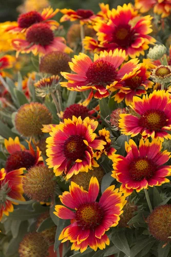 Vista 3 de Blanketflower Gaillardia Seeds (Gaillardia aristata) - Más de 500 semillas de reliquia sin OMG de Isla's Garden Seeds, flores silvestres perennes