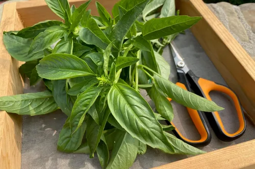 Vista 5 de Plant Good Seed Semillas de albahaca de hojas grandes italianas orgánicas para plantar: hierba culinaria, hojas verdes - Paquete de 200 semillas